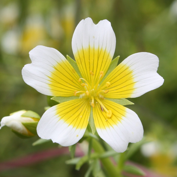 Meadowfoam Seed