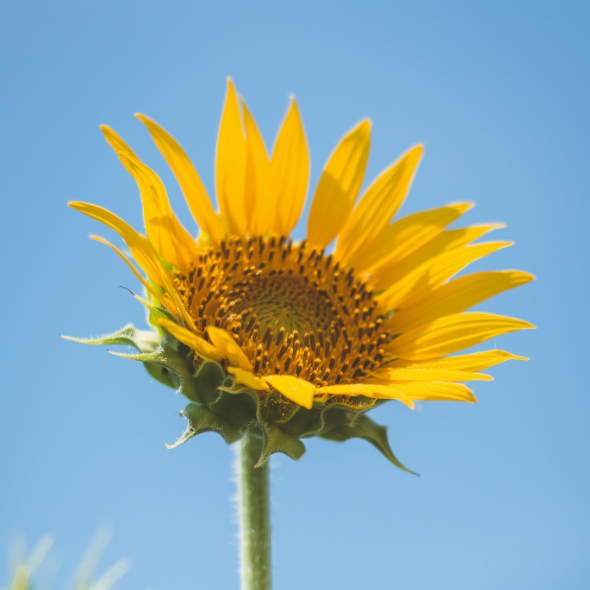 Sunflower Seed Oil
